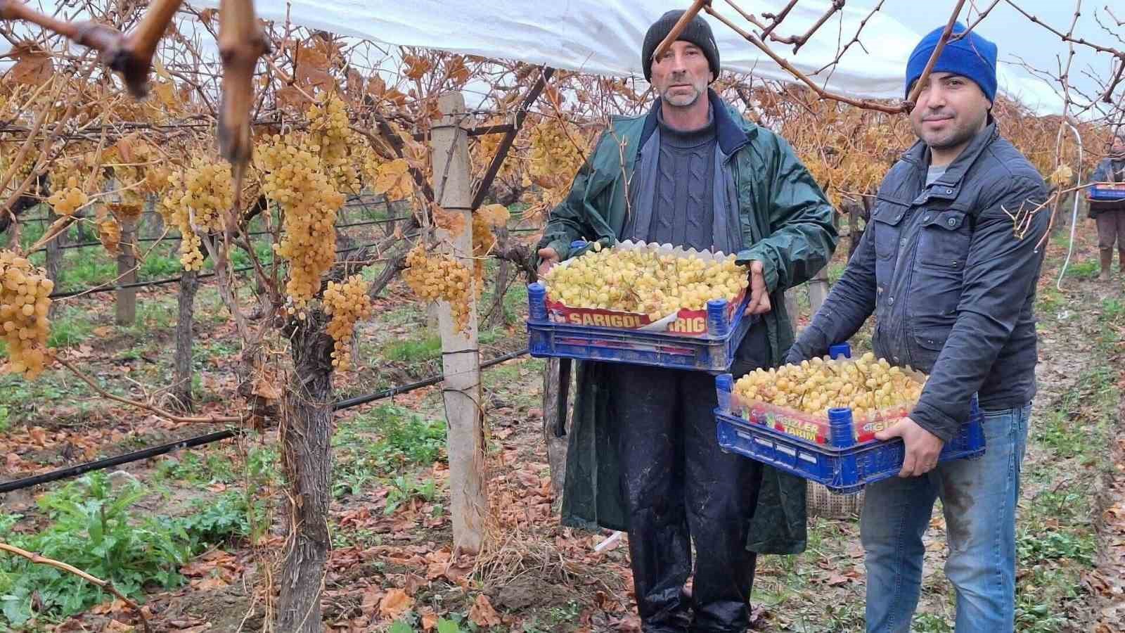 sarigolde uzum hasadinda sona gelindi 3 EjwU7ROn
