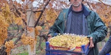 sarigolde-uzum-hasadinda-sona-gelindi-NNDPsJdm.jpg