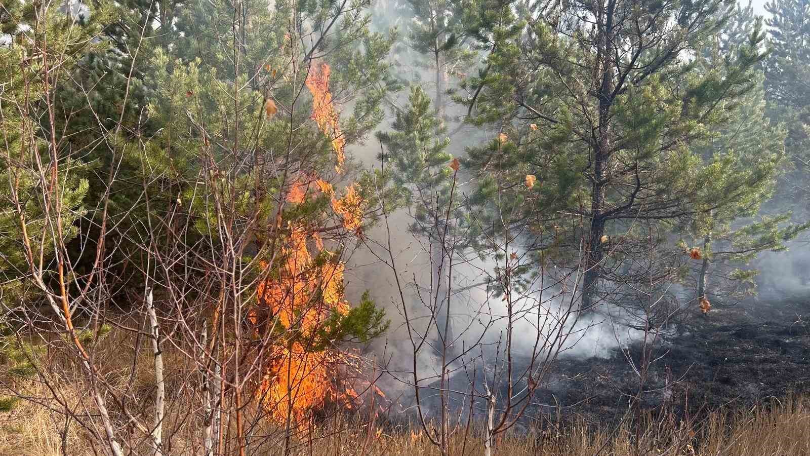 sarikamis ormanlarinda ortu yangini 2 iga4pEQN
