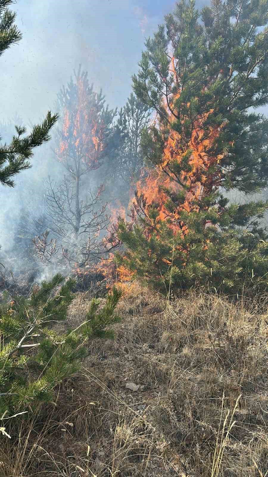 sarikamis ormanlarinda ortu yangini 4 zahEDBkP