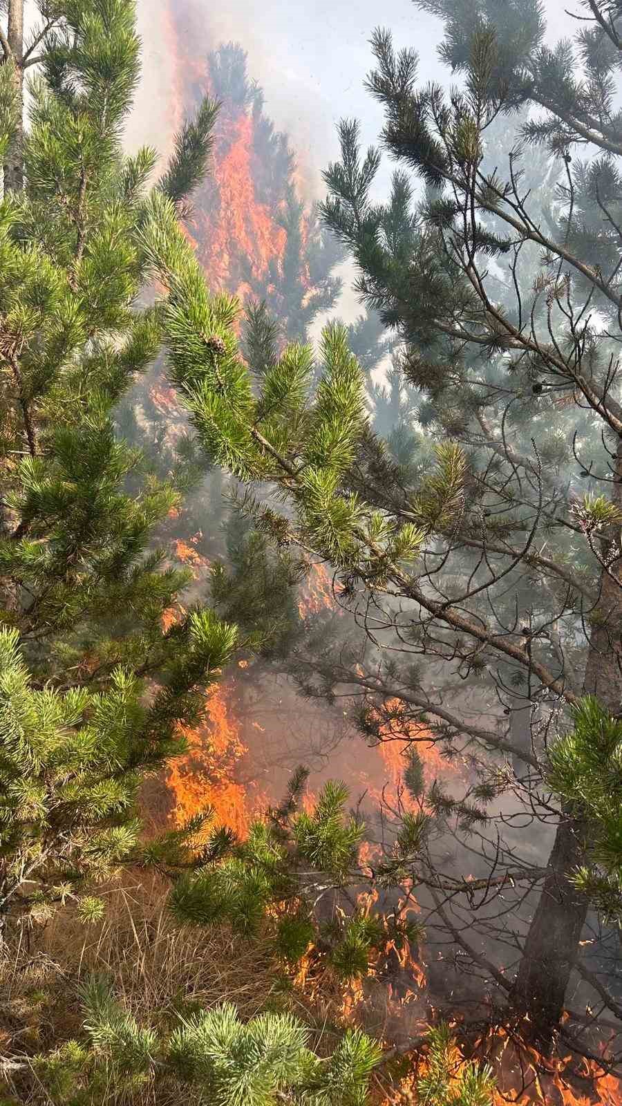 sarikamis ormanlarinda ortu yangini 6 phIzsNnd