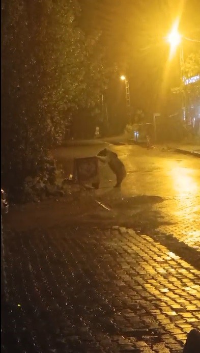 sarikamista ayilar kis uykusunu unuttu 0 ghPlW1V4