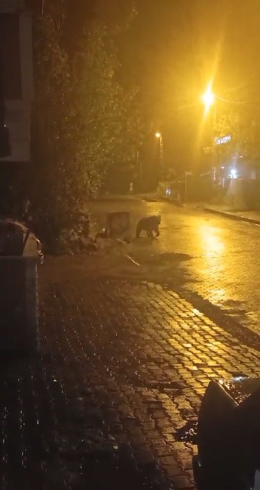 sarikamista ayilar kis uykusunu unuttu 1