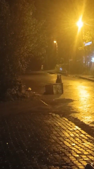 sarikamista ayilar kis uykusunu unuttu 2 pVdH5cce