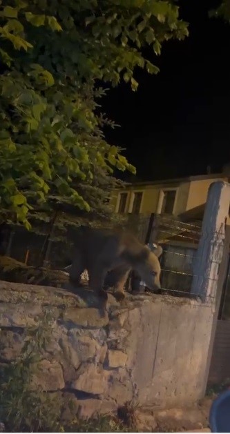 sarikamista bu kez roller degisti vatandas disarida bekledi ayilar bahcede misafir oldu 0 RB9nMqId