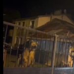 sarikamista-bu-kez-roller-degisti-vatandas-disarida-bekledi-ayilar-bahcede-misafir-oldu-aX5XOCHN.jpg