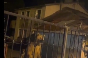 Caretta carettayı yuva yaparken gören gençler, duyarlılık gösterdi önlem aldı 1 thumbnail