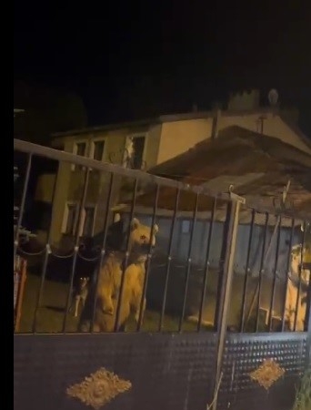 sarikamista-bu-kez-roller-degisti-vatandas-disarida-bekledi-ayilar-bahcede-misafir-oldu-aX5XOCHN.jpg