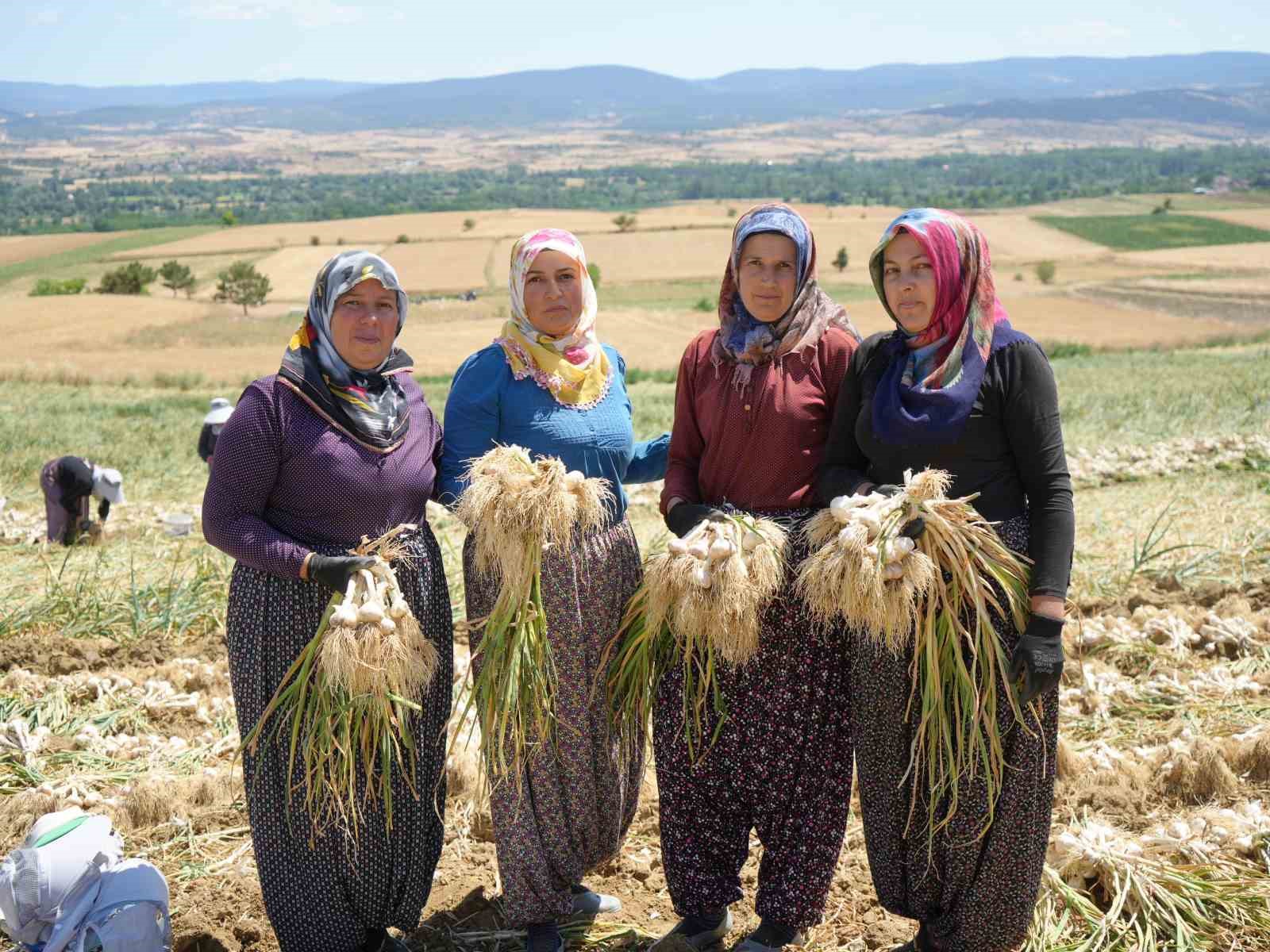 sarimsak tarlalarinin kadin emekcileri sicak altinda tum gun calisiyorlar 0 QLLCMjeG