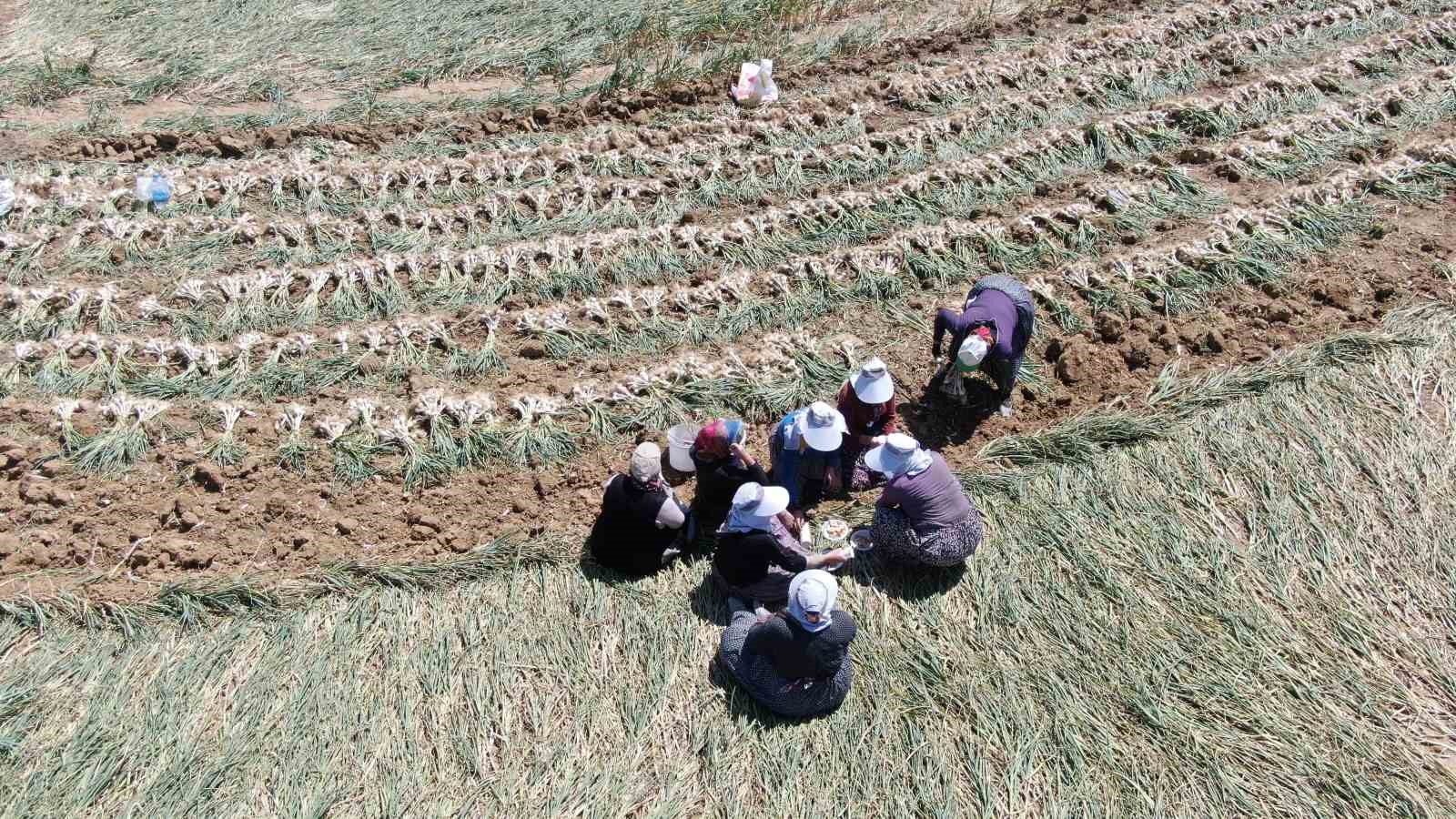 sarimsak tarlalarinin kadin emekcileri sicak altinda tum gun calisiyorlar 2 SFJlrZeA