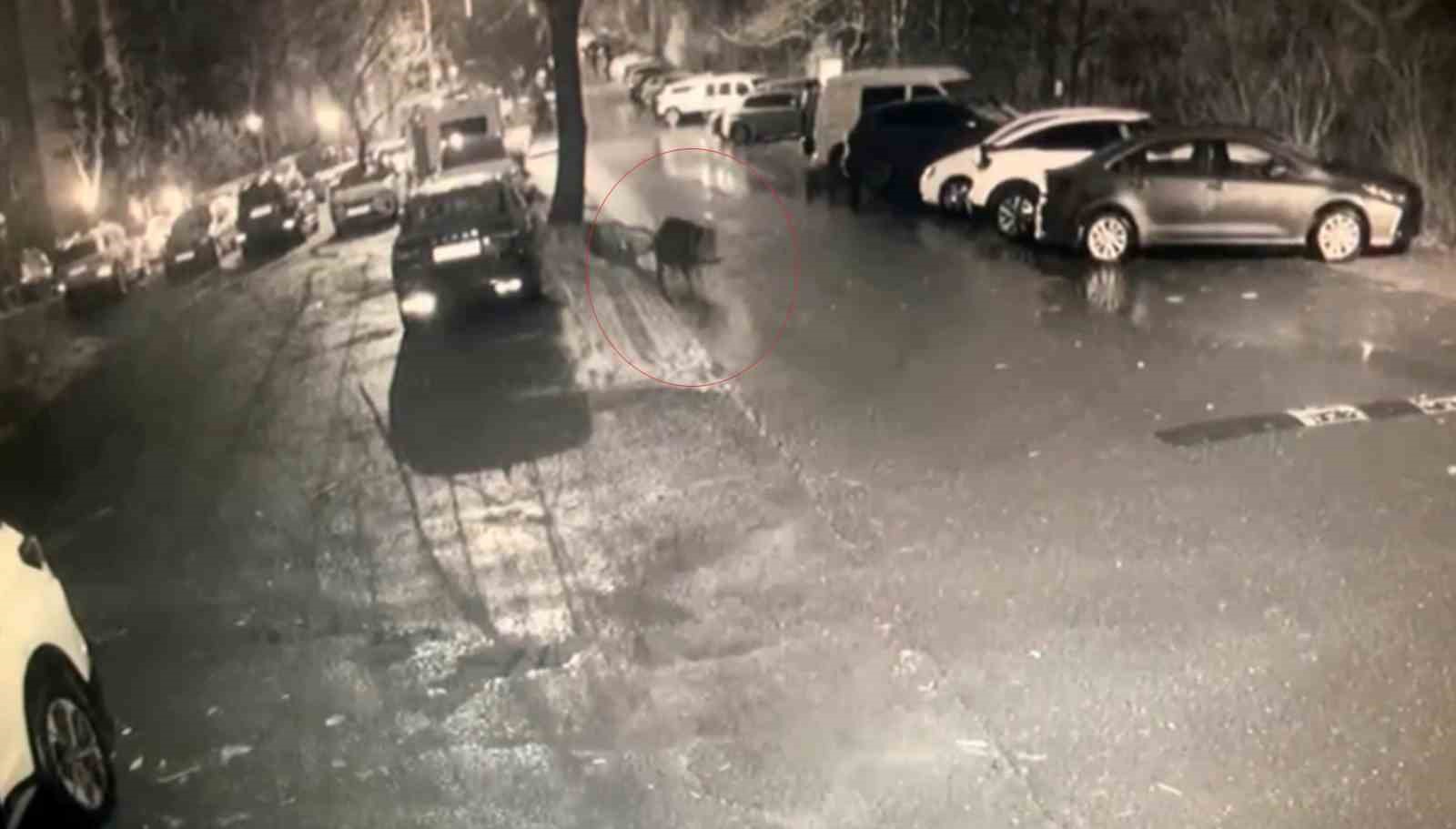 sariyerde ac kalan domuzlar hastane yakinina kadar geldi 0 WTGtM23V