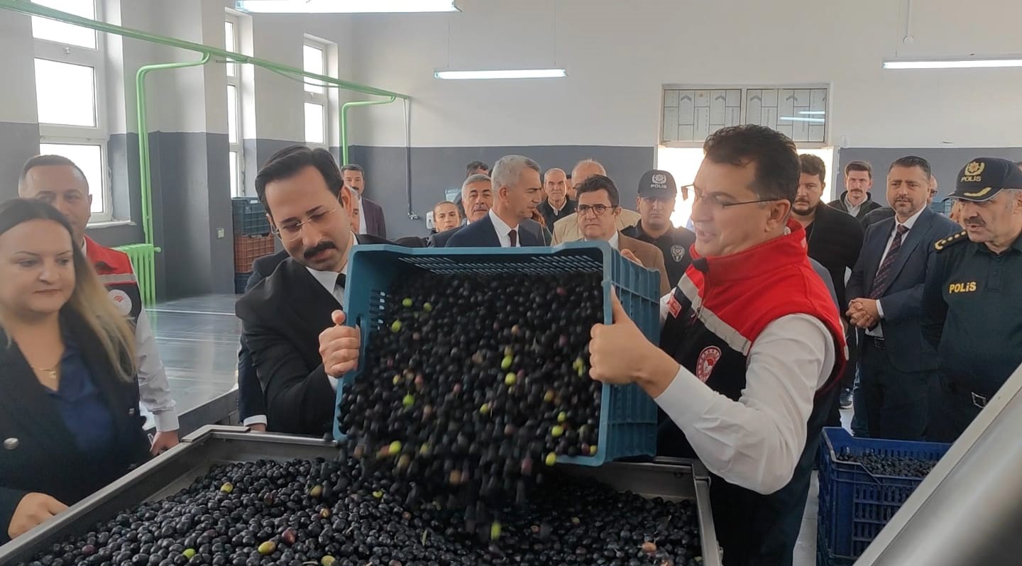 sarkoyde zeytin hasadi yapildi 0 Zzvqr36X