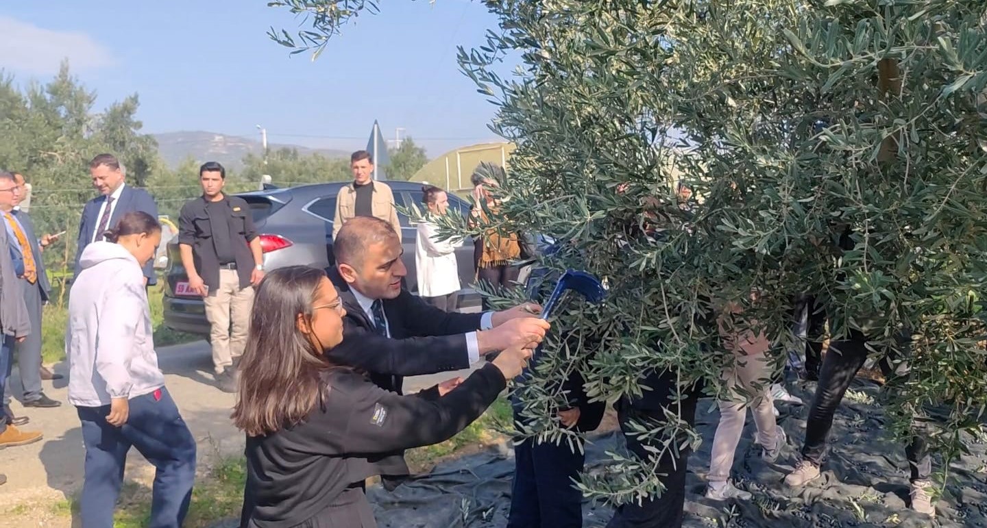 sarkoyde zeytin hasadi yapildi 1 8HgZWdzJ