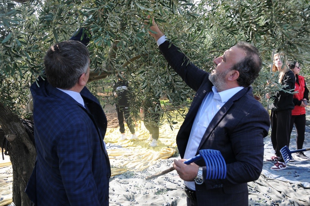 sarkoyde zeytin hasadi yapildi 5 MpFzVlGF