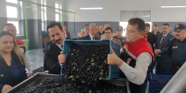sarkoyde-zeytin-hasadi-yapildi-6iPEkrEe.jpg