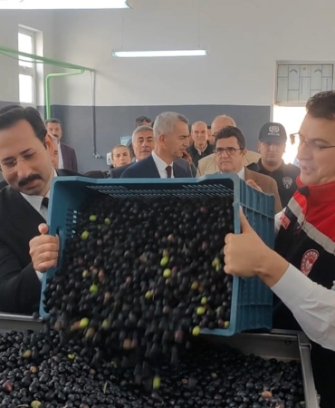 sarkoyde-zeytin-hasadi-yapildi-6iPEkrEe.jpg