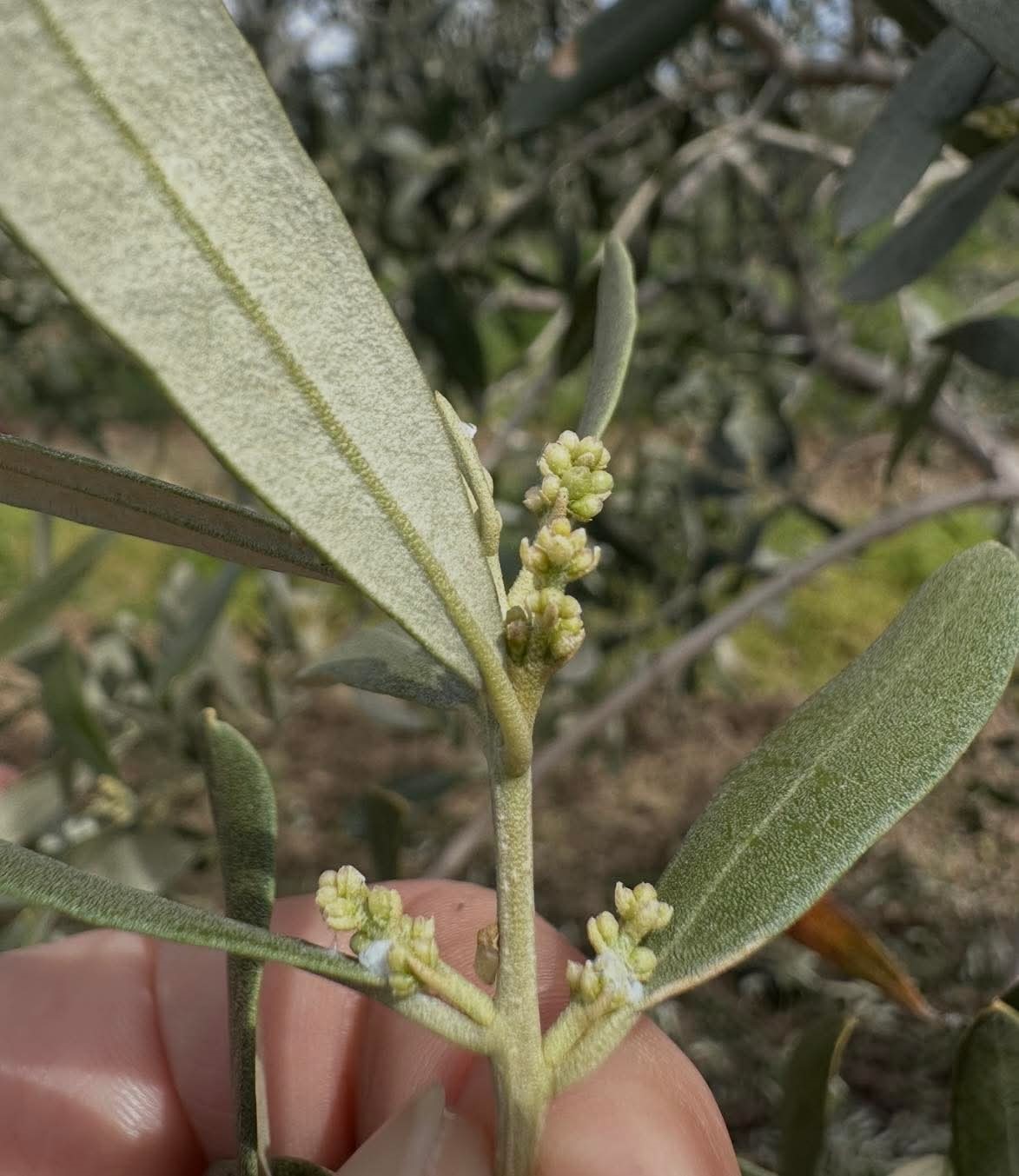sarkoyde zeytin ureticilerine kritik uyari 0 wVyCLBOi