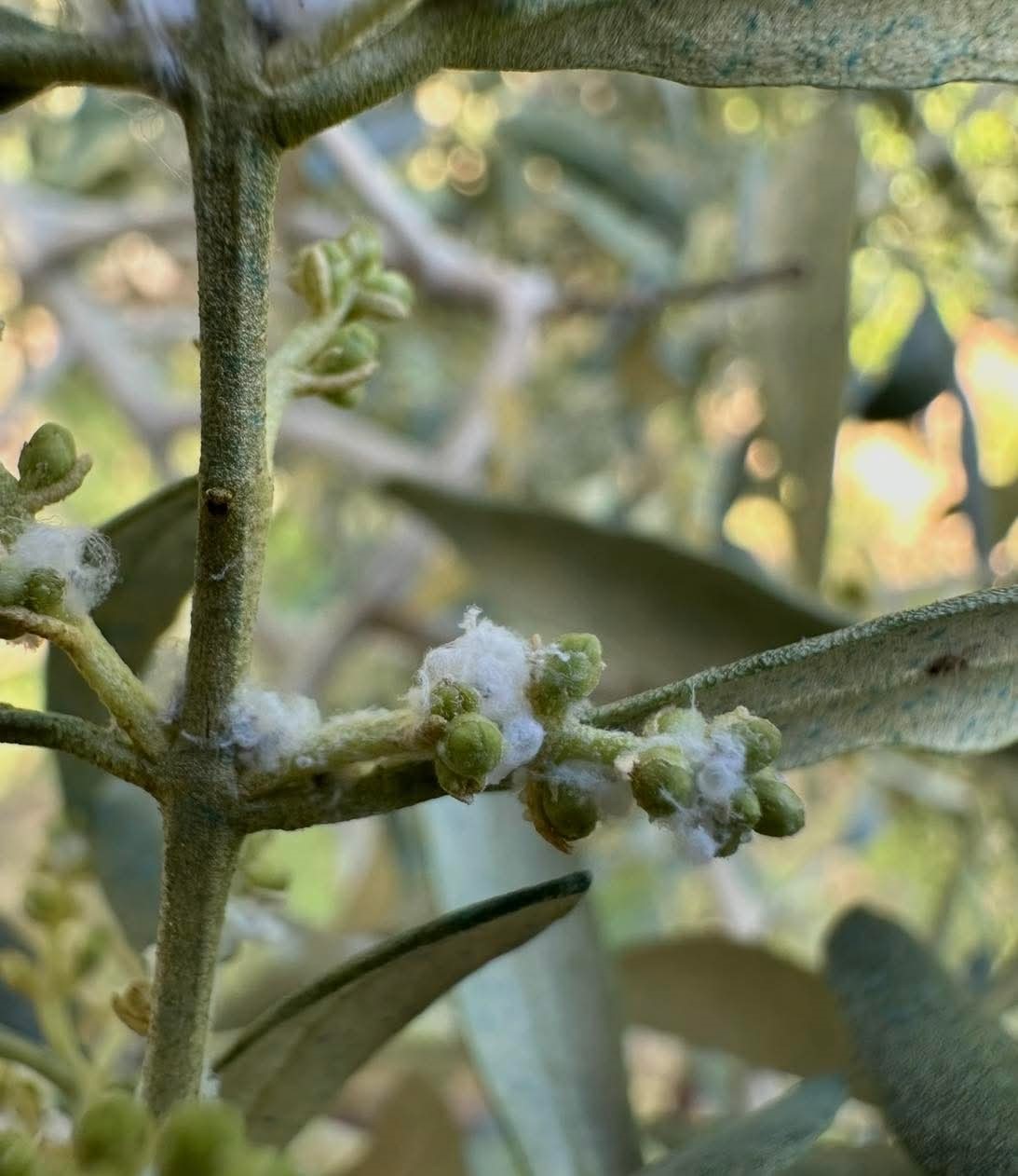 sarkoyde zeytin ureticilerine kritik uyari 1 OOgKUieS