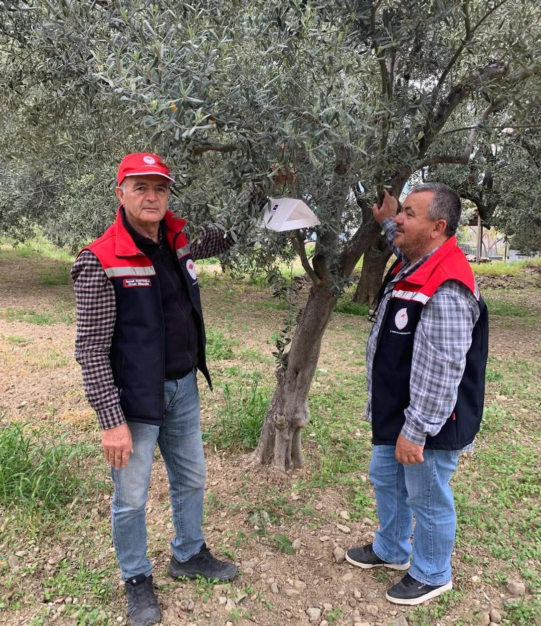 sarkoyde zeytin ureticilerine kritik uyari 2 WEIvembY