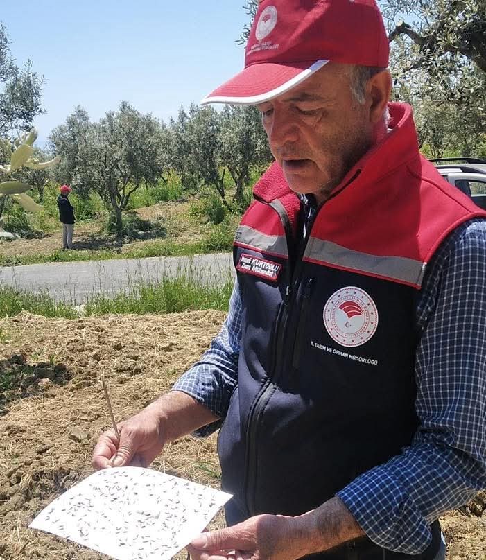 sarkoyde zeytin ureticilerine kritik uyari 3 mpNXXTSE