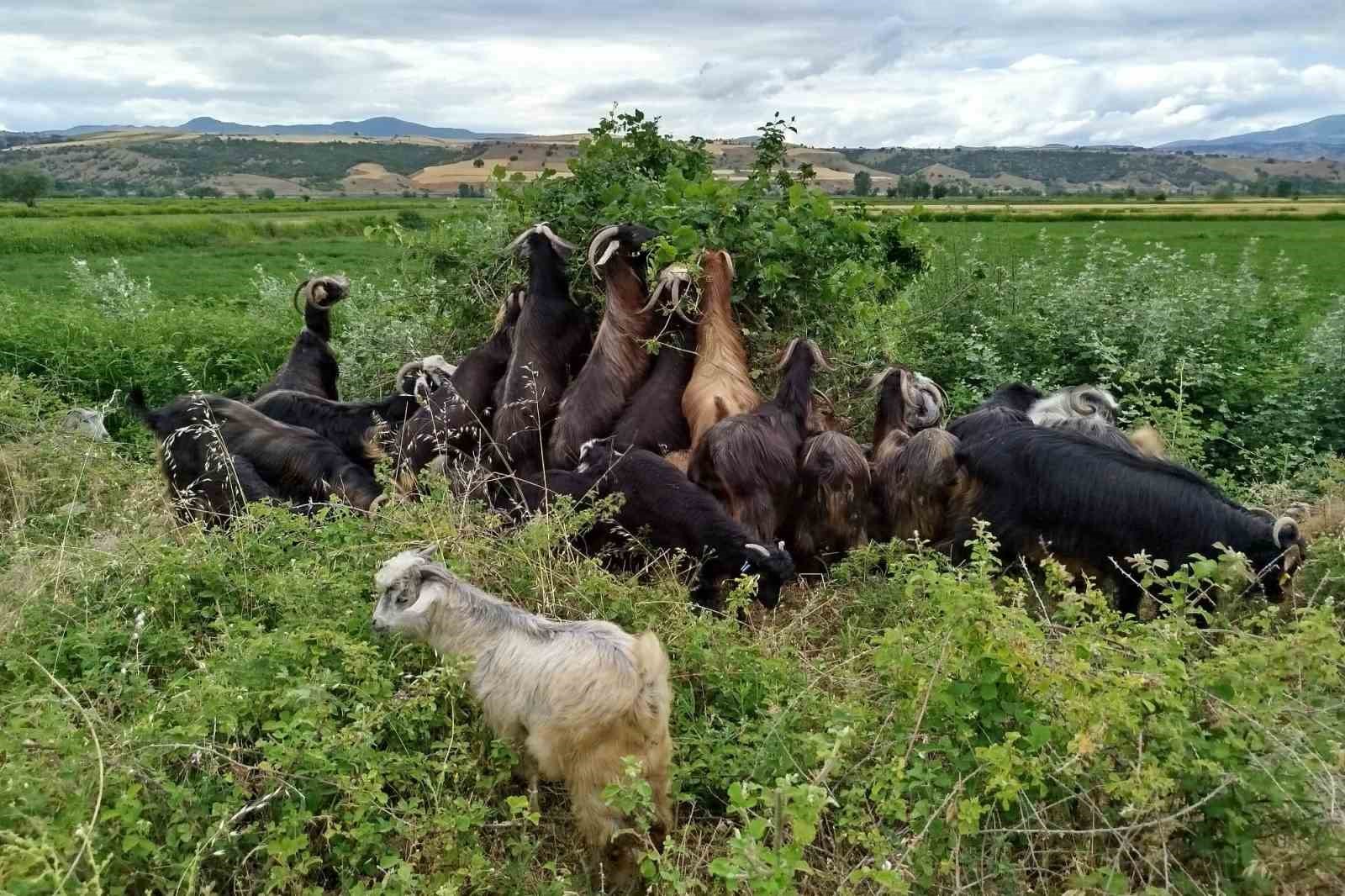 sattigi kecilerinin parasini alamayan yasli adam sagligindan da oldu 3 4eaJhfMC
