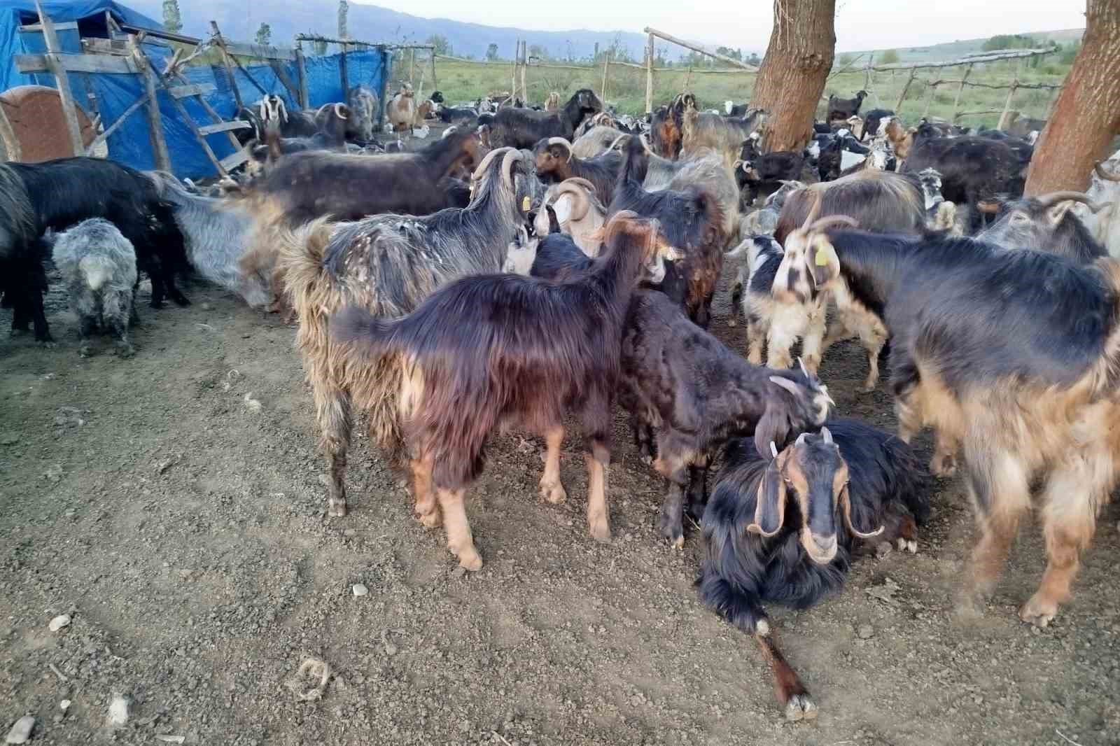 sattigi kecilerinin parasini alamayan yasli adam sagligindan da oldu 5 IGIWRhGT