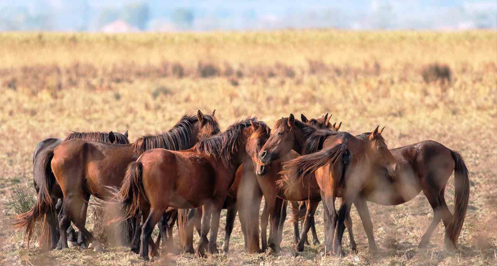 savcinin objektifinden yaban hayati 7 kwAbWk1q