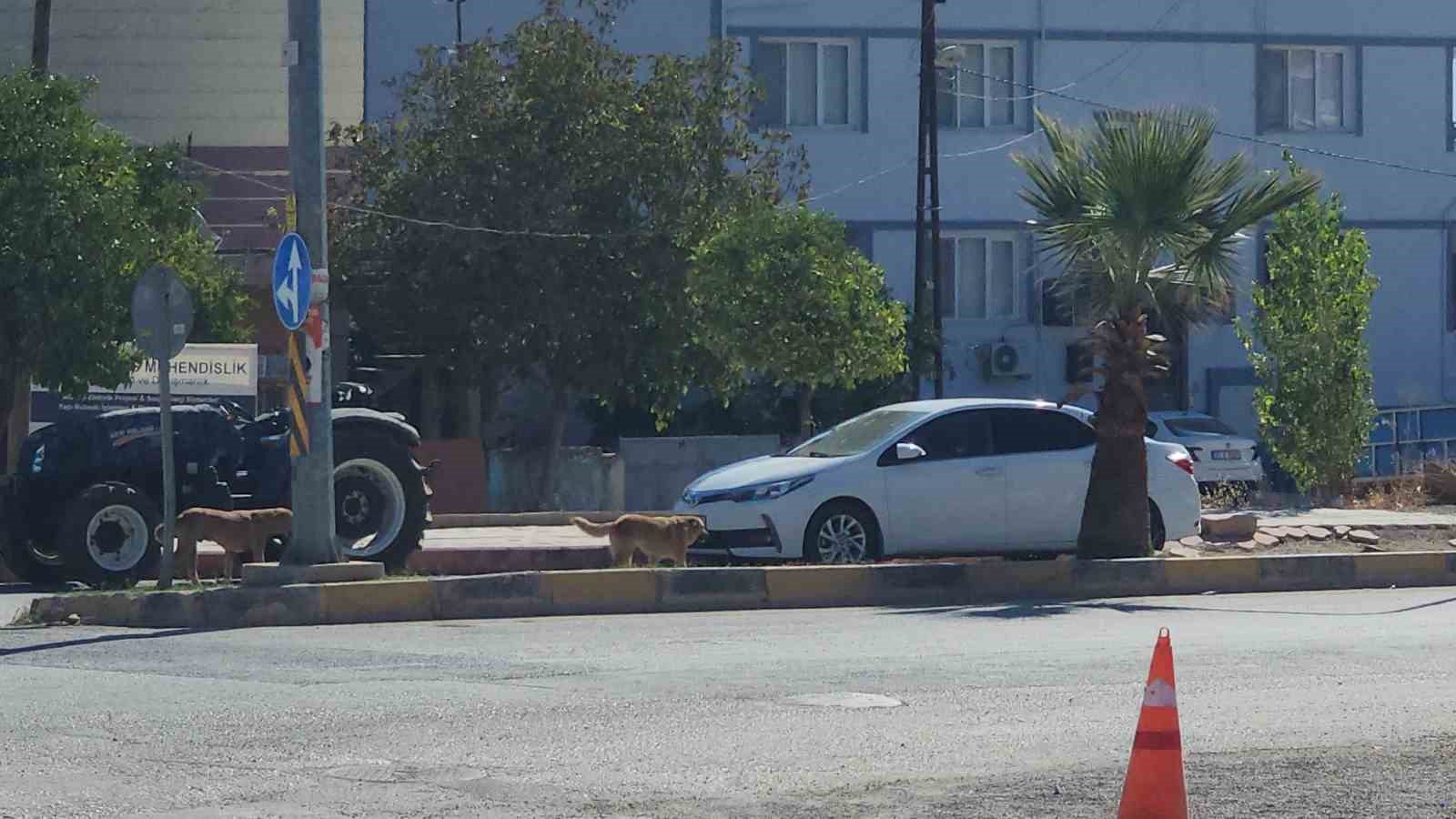 sayilari 10u bulan sokak kopekleri cocuga korku dolu anlar yasatti 1 BWwCAN1S