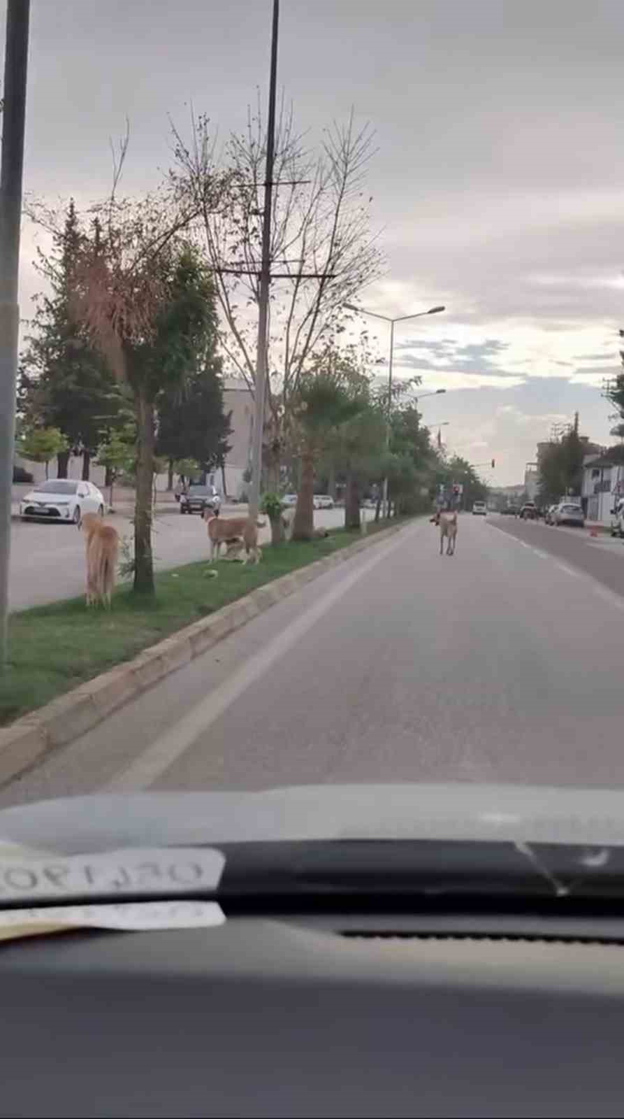 sayilari 10u bulan sokak kopekleri cocuga korku dolu anlar yasatti 3 3u5XKvrw
