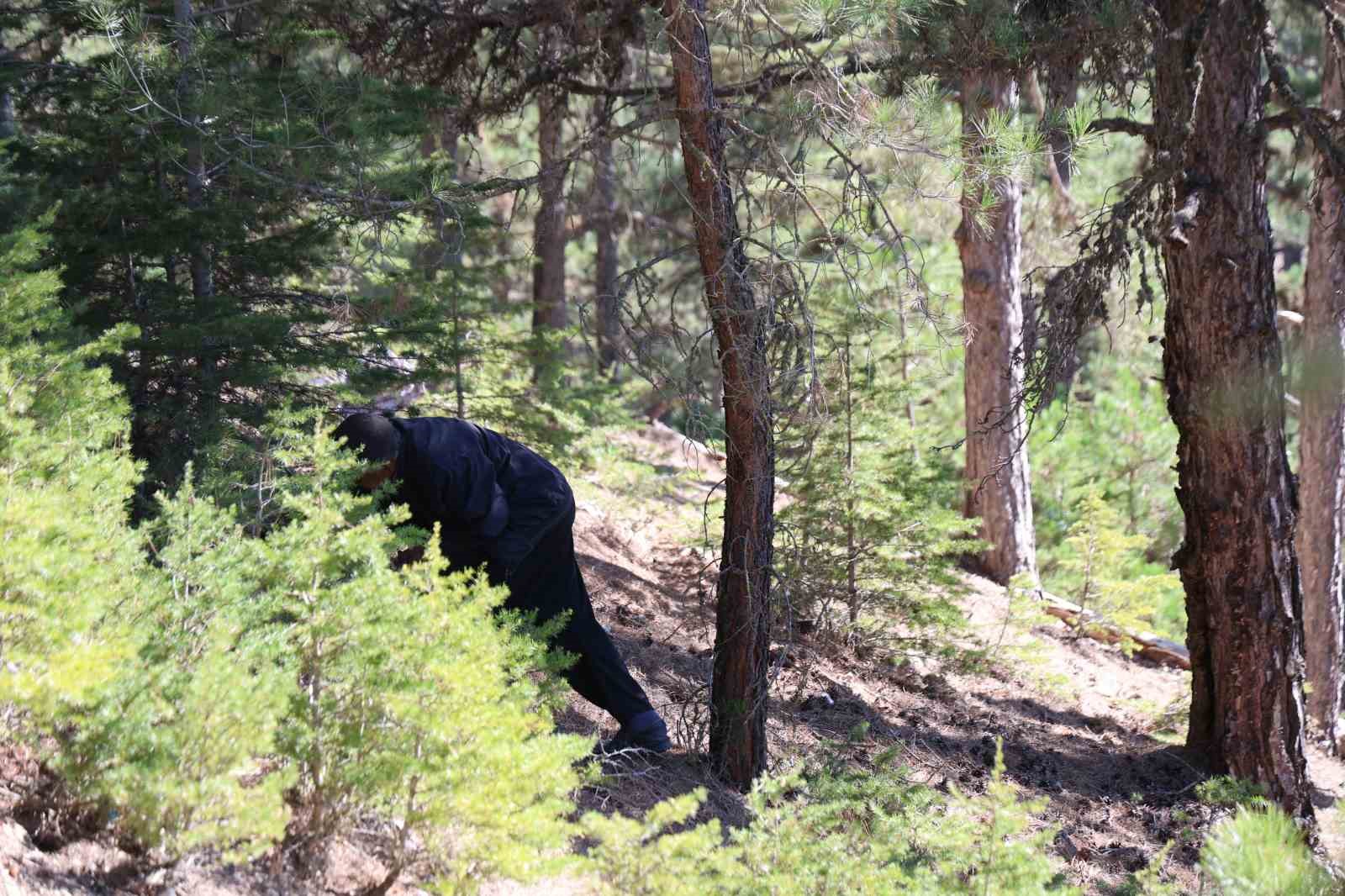 sedir mantarinin gelecegi icin uyari her mantar toplanmaz 4 9PJbj8Jz