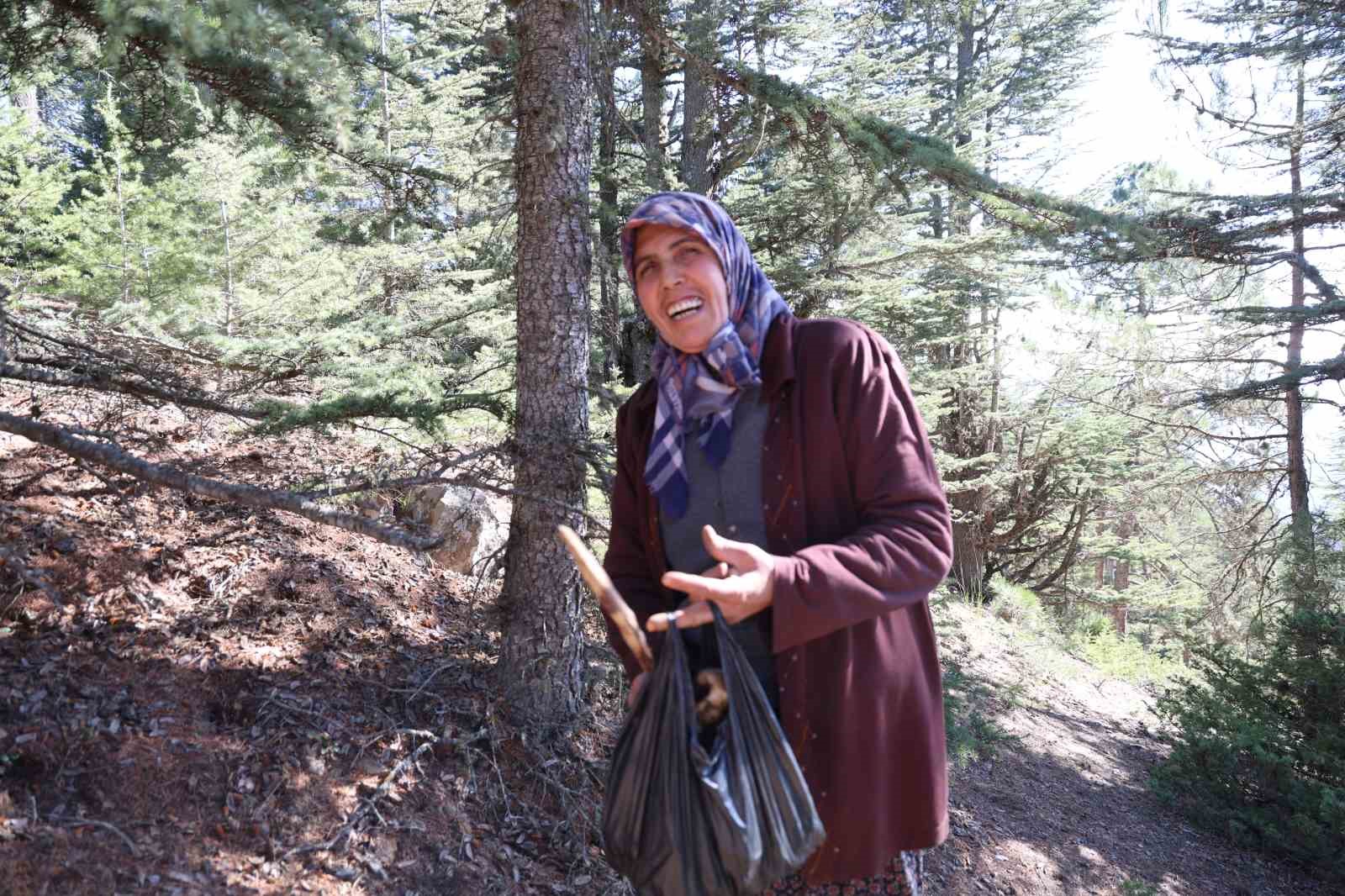 sedir mantarinin gelecegi icin uyari her mantar toplanmaz 7 121DUvlB
