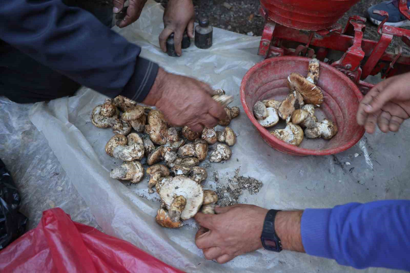 sedir mantarinin gelecegi icin uyari her mantar toplanmaz 9 lGIGWbp7