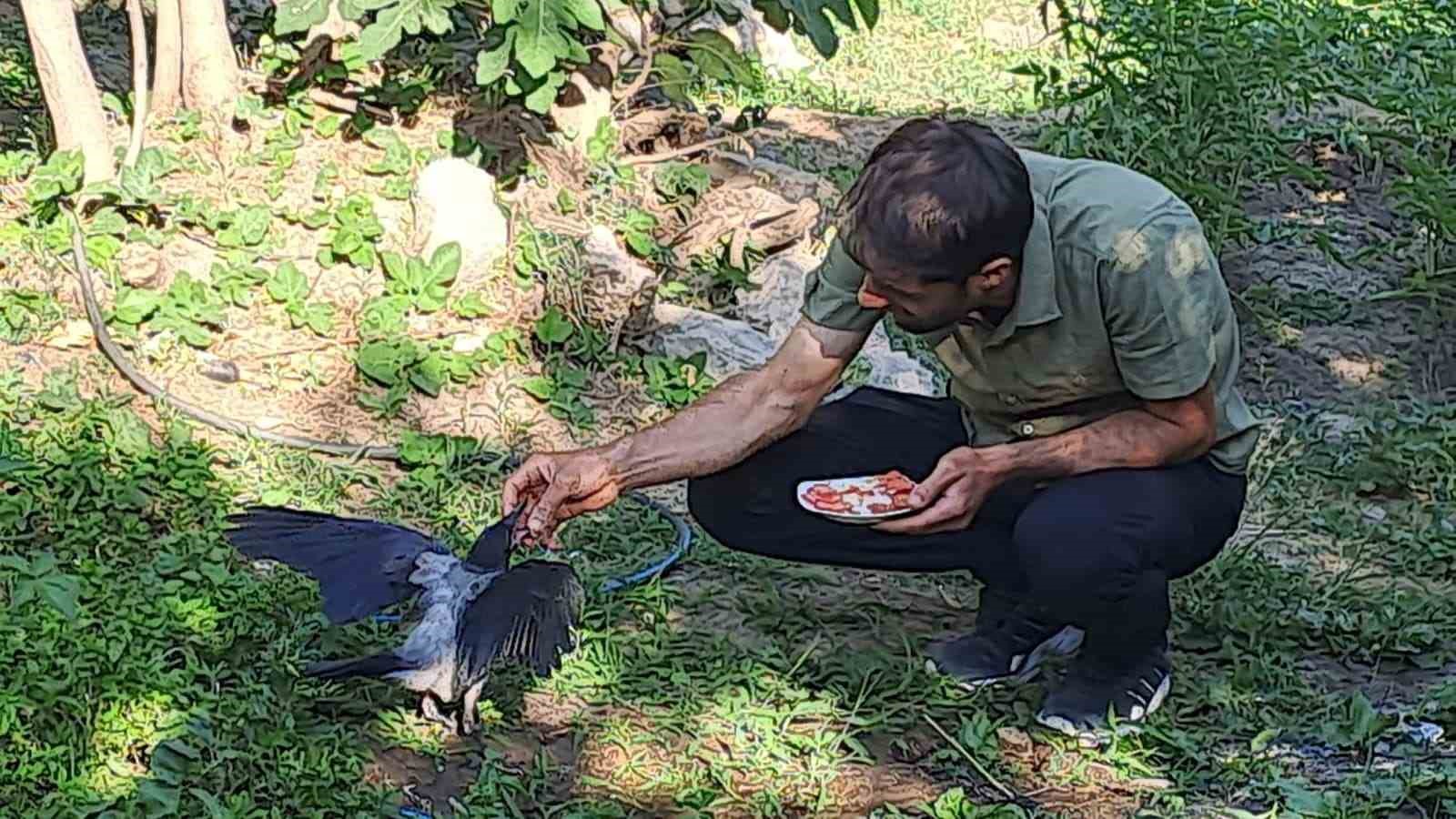 Şefkatle büyüttüğü kargalar onu kapıda karşılıyor 5 sefkatle buyuttugu kargalar onu kapida karsiliyor 1 76lCHUJh