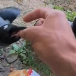 sefkatle-buyuttugu-kargalar-onu-kapida-karsiliyor-ngTV3ngN.jpg