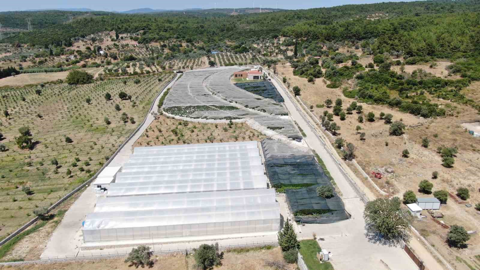 sehir hayatindan yorulan cift topraksiz tarim ureticisi oldu 7 CFG3PSNX
