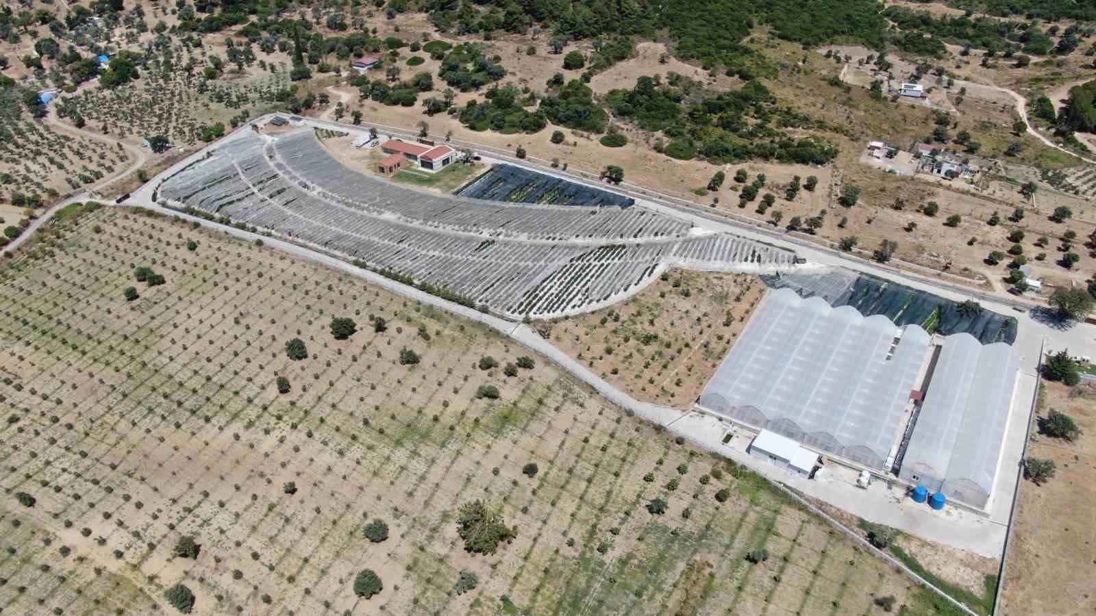 sehir hayatindan yorulan cift topraksiz tarim ureticisi oldu 8 lQprLUgK