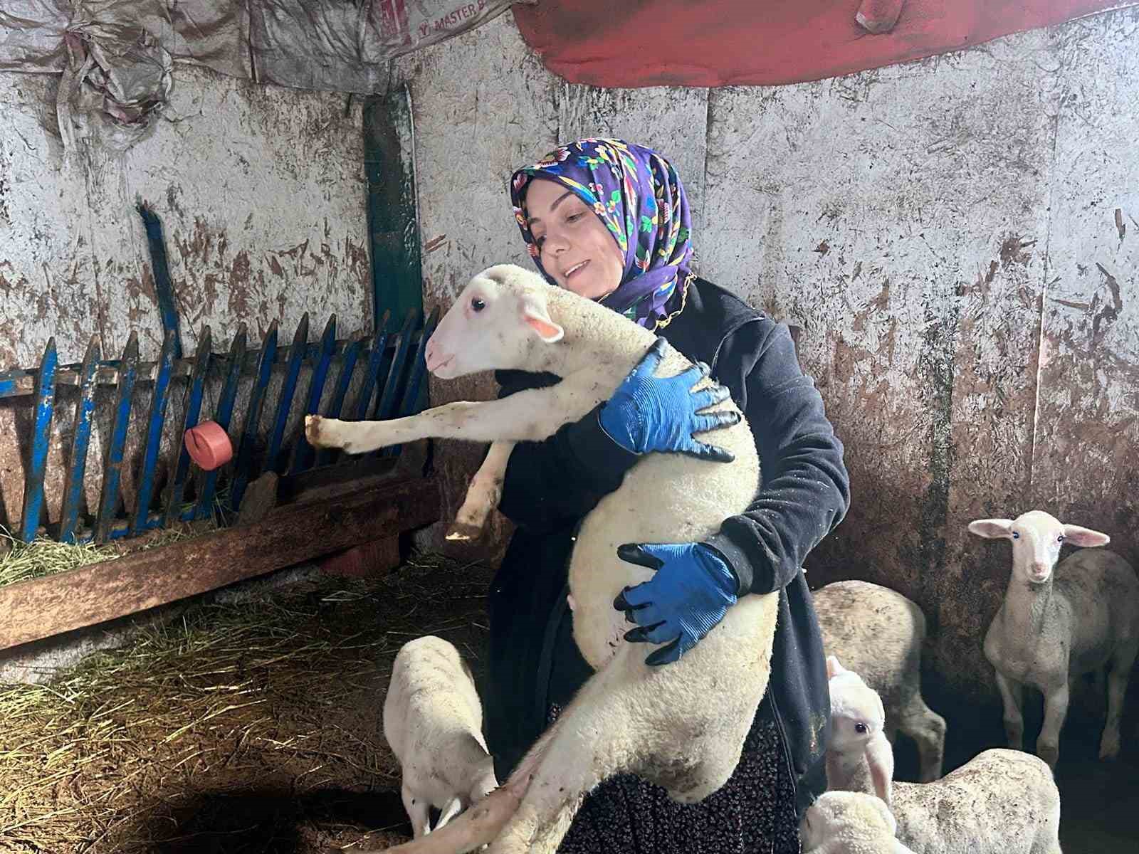 sehir hayatini birakip uretime yoneldi kadin girisimci fransiz koyunlariyla dikkat cekiyor 0 vY2vLceh