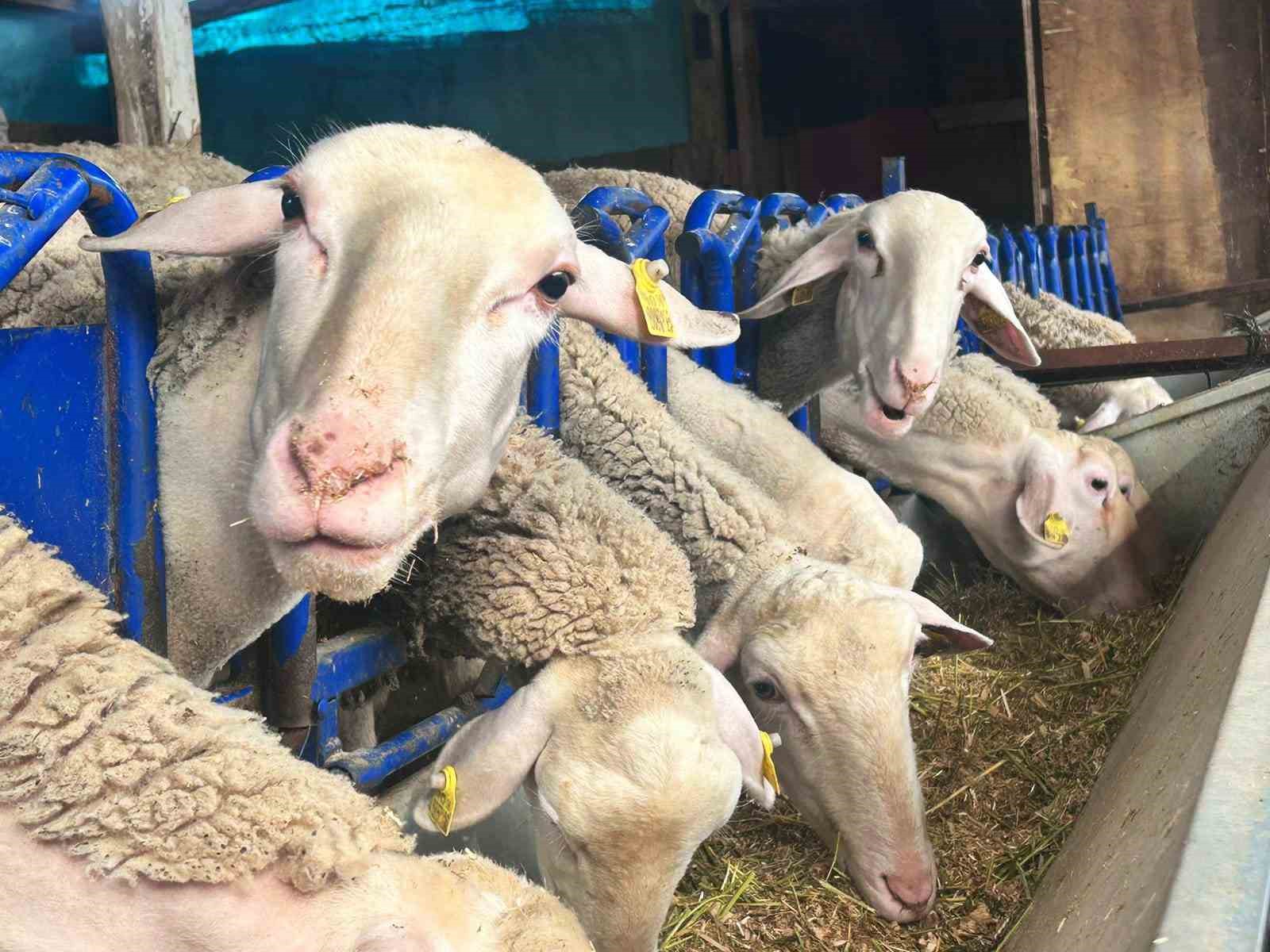 sehir hayatini birakip uretime yoneldi kadin girisimci fransiz koyunlariyla dikkat cekiyor 2 C8IfHZJD