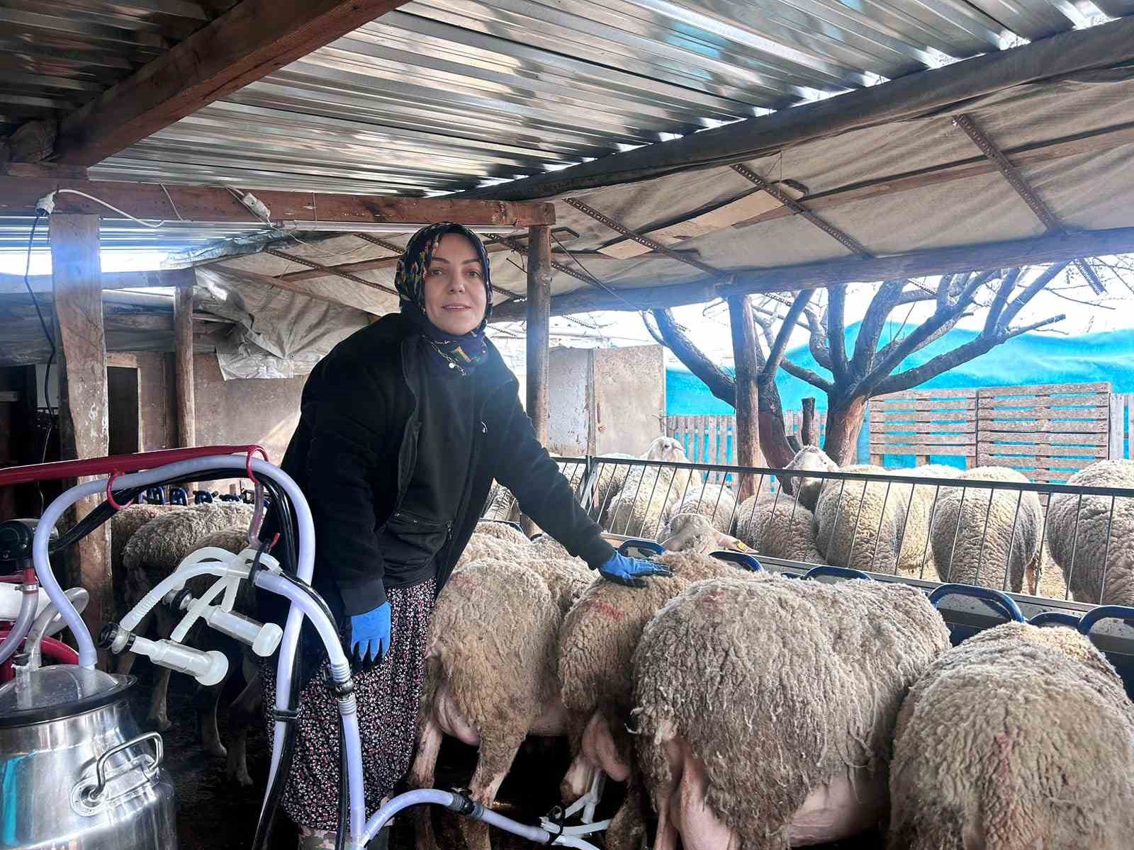 sehir hayatini birakip uretime yoneldi kadin girisimci fransiz koyunlariyla dikkat cekiyor 5 HPfeeK6S
