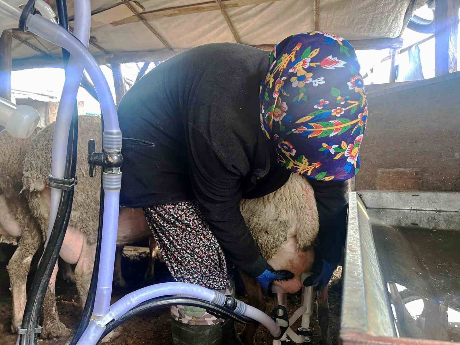 sehir hayatini birakip uretime yoneldi kadin girisimci fransiz koyunlariyla dikkat cekiyor 6 eUkiwbXN
