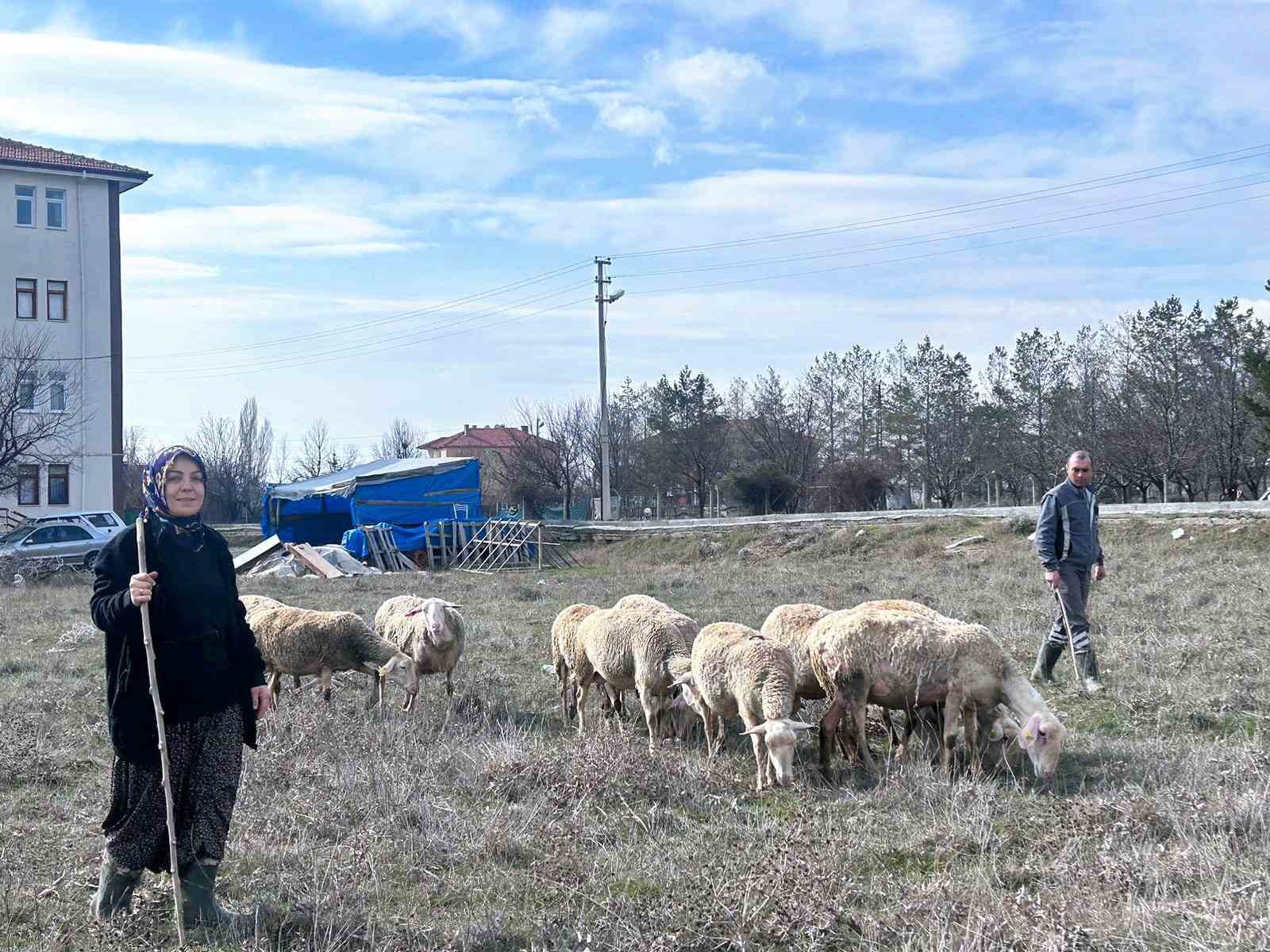 sehir hayatini birakip uretime yoneldi kadin girisimci fransiz koyunlariyla dikkat cekiyor 7 sruC5ZKK