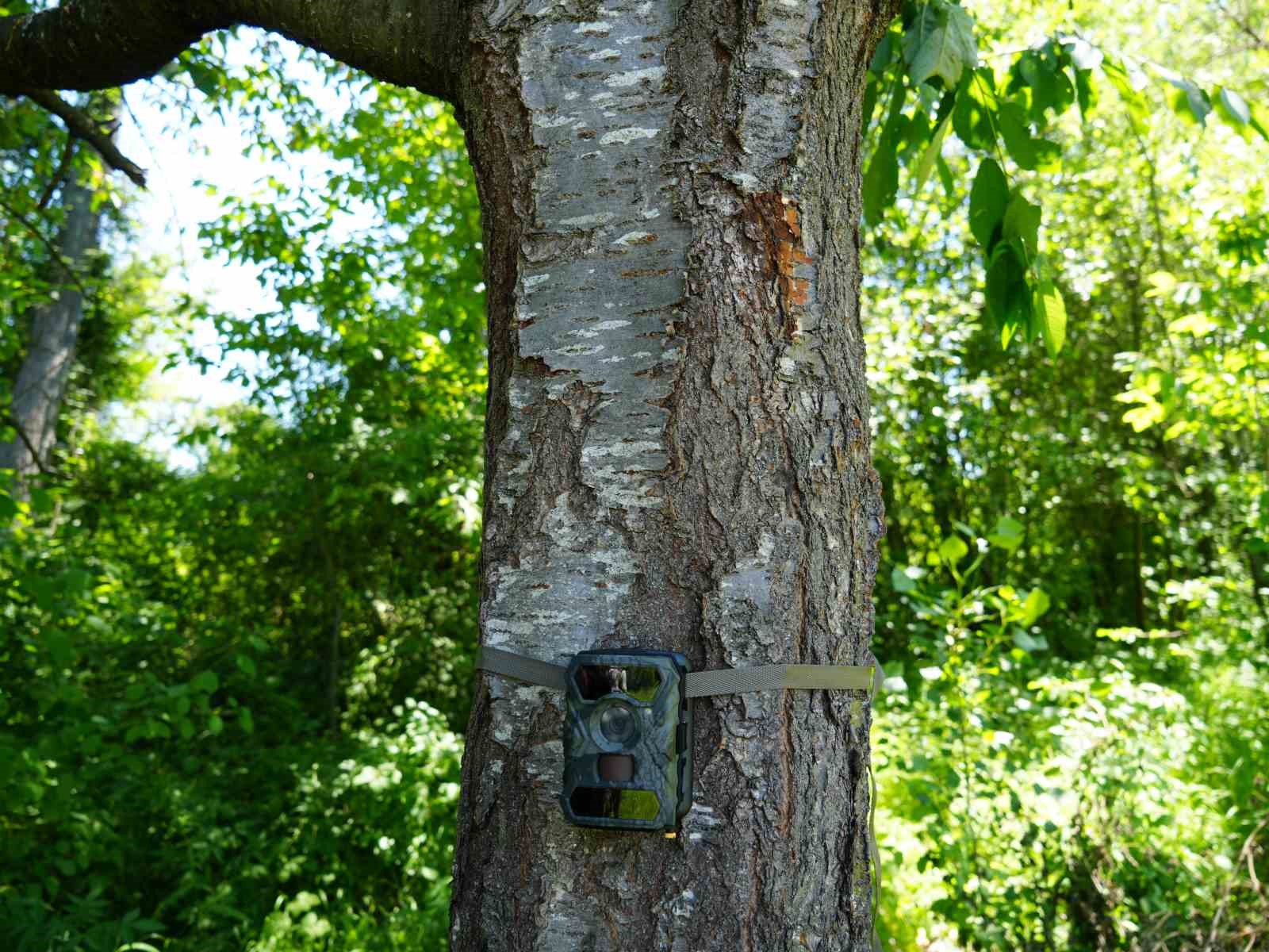 Şehir merkezine yakın köylere kadar inen ayı için Milli Parklar fotokapan kurdu 7 sehir merkezine yakin koylere kadar inen ayi icin milli parklar fotokapan kurdu 3 mhEReGPv