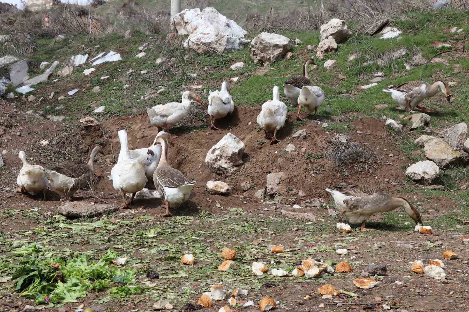 sehirde renkli goruntuler olusturan firari kazlar yuvalarinda goruntulendi 1 LpJASceA