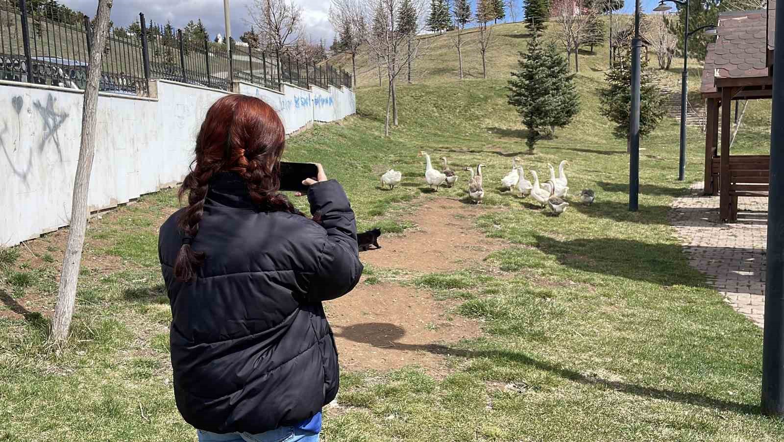 sehirde renkli goruntuler olusturan firari kazlar yuvalarinda goruntulendi 3 7waFTcl2