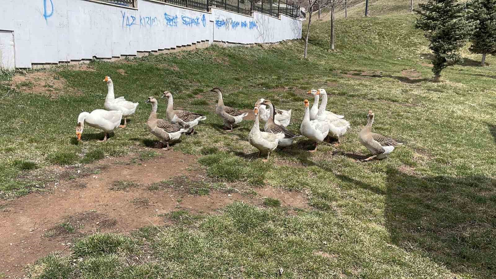 sehirde renkli goruntuler olusturan firari kazlar yuvalarinda goruntulendi 4 CePeLNOe