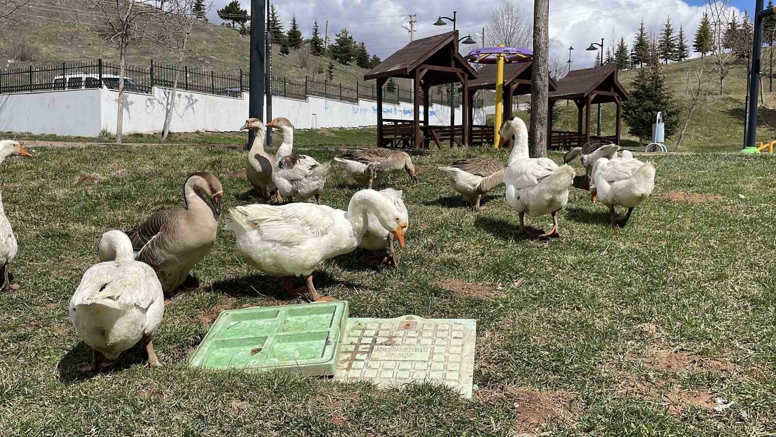 sehirde renkli goruntuler olusturan firari kazlar yuvalarinda goruntulendi 5 eUUXegsP