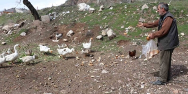 sehirde-renkli-goruntuler-olusturan-firari-kazlar-yuvalarinda-goruntulendi-EFB7B5Aw.jpg
