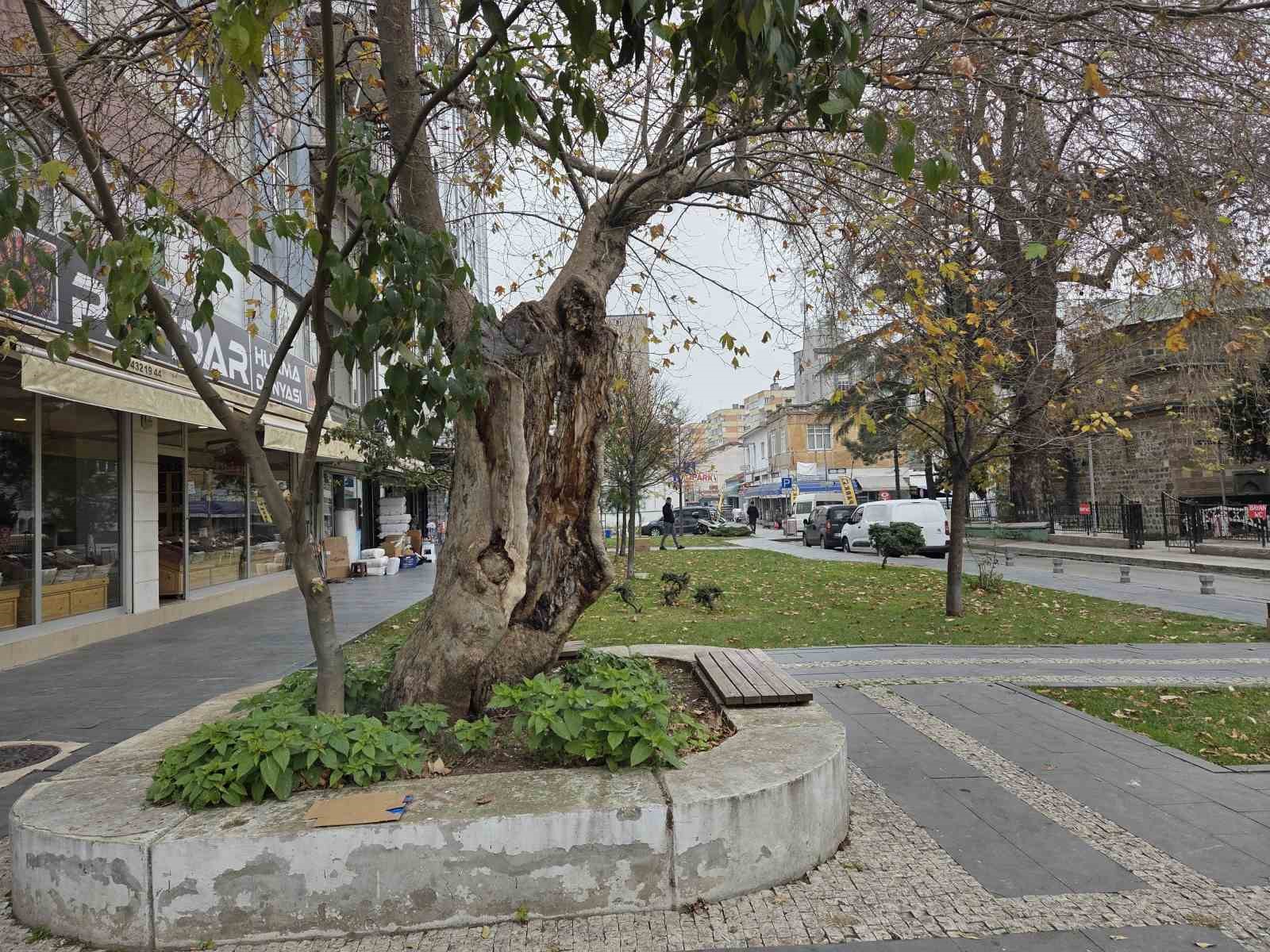 sehirdeki 20 anit agactan biri olan cinar govdesi olmadan dis kabugu uzerinde duruyor 1 QKtmvjsZ
