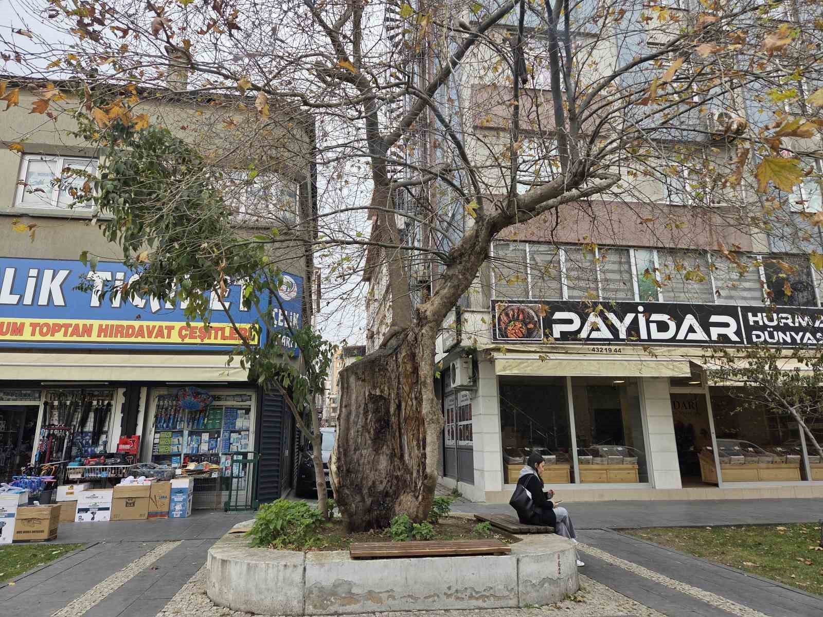 sehirdeki 20 anit agactan biri olan cinar govdesi olmadan dis kabugu uzerinde duruyor 3 vIfJhiGw