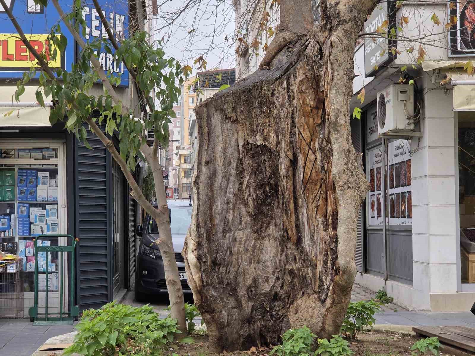 sehirdeki 20 anit agactan biri olan cinar govdesi olmadan dis kabugu uzerinde duruyor 4 gbefYcKN